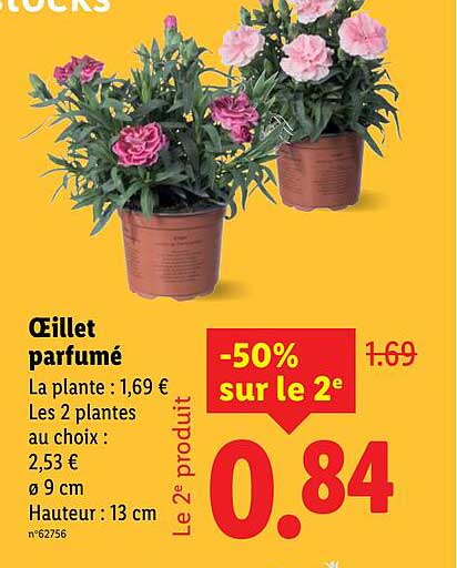 Œillet parfumé