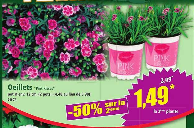Oeillets "Pink Kisses"
