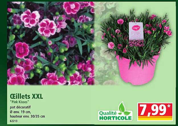 Œillets XXL "Pink Kisses"