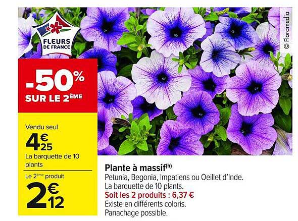 Plante à massif
