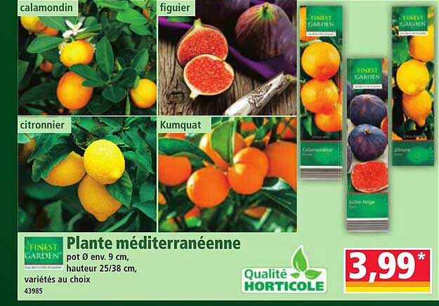 Plante méditerranéenne