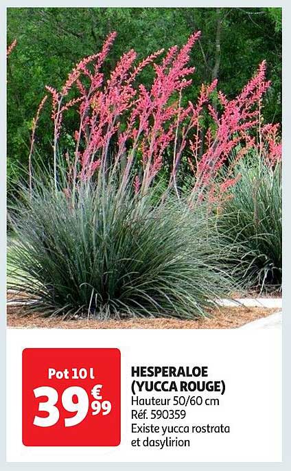 HESPERALOE (YUCCA ROUGE)