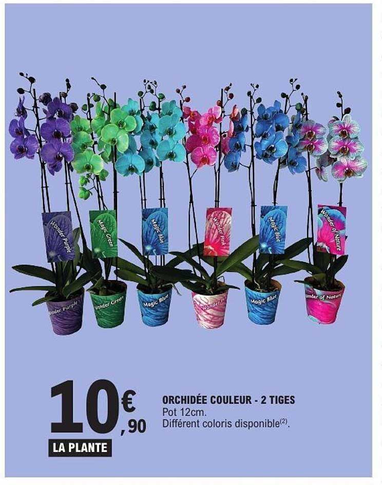 ORCHIDÉE COULEUR - 2 TIGES