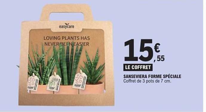 SANSVEVIERA FORME SPÉCIALE Coffret de 3 pots de 7 cm.
