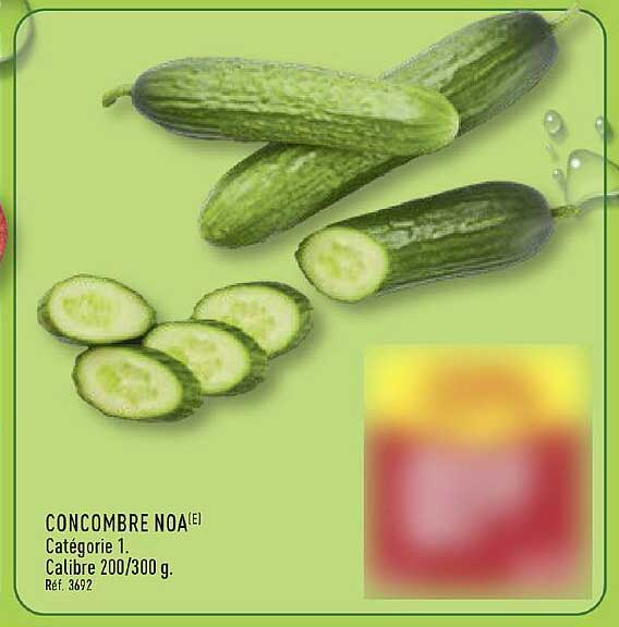 CONCOMBRE NOA