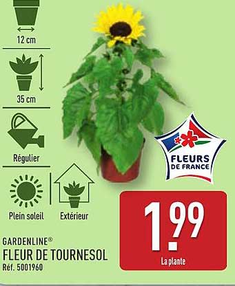 FLEUR DE TOURNESOL