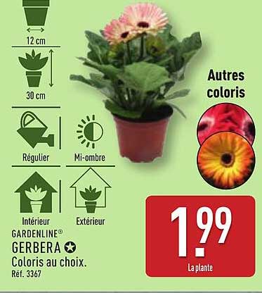 GARDENLINE® GERBERA - Coloris au choix.