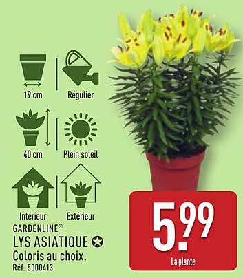 LYS ASIATIQUE Coloris au choix