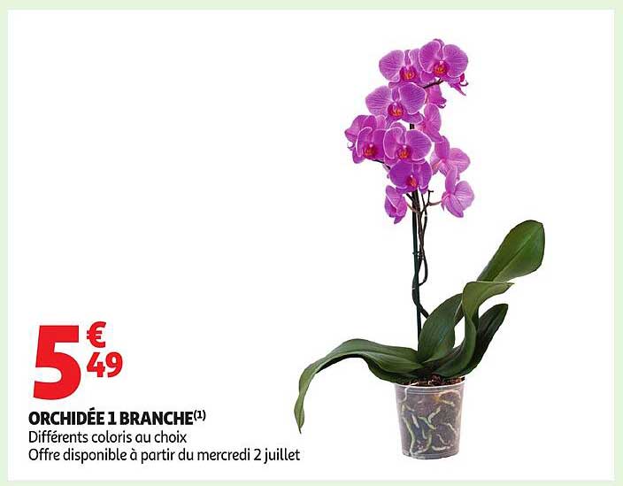 ORCHIDÉE 1 BRANCHE