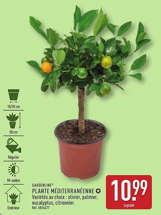 PLANTE MÉDITERRANÉENNE