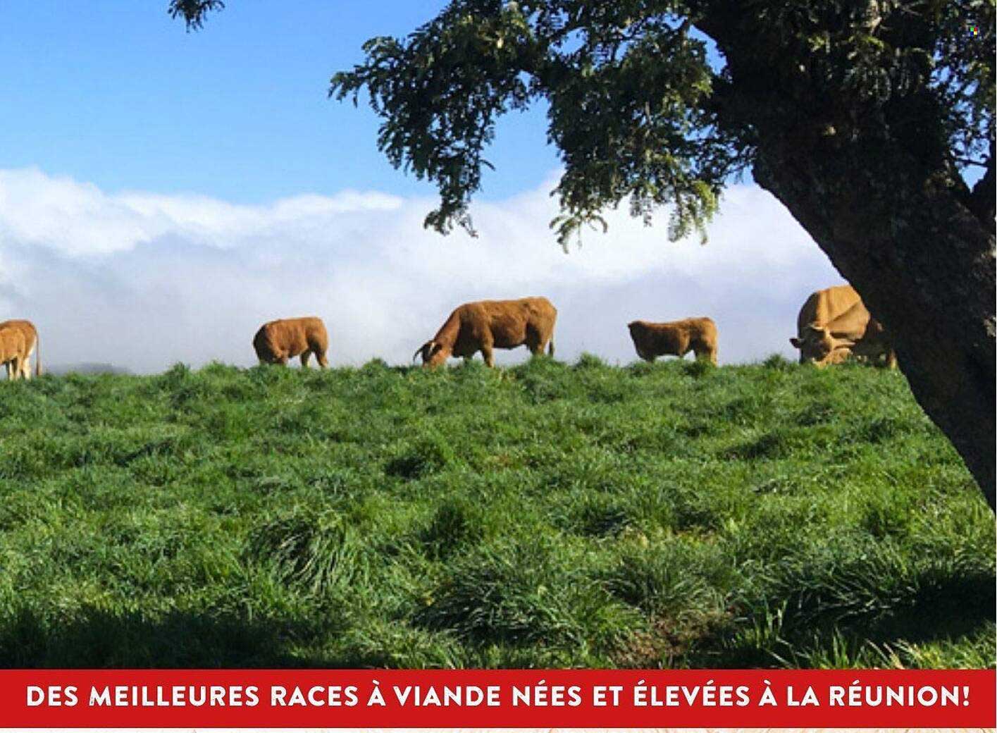 DES MEILLEURES RACES À VIANDE NÉES ET ÉLEVÉES À LA RÉUNION!