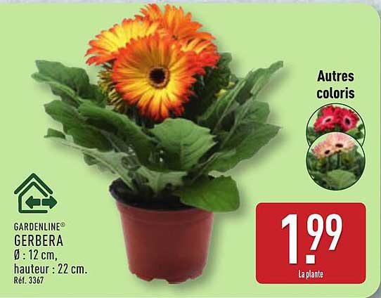 GARDENLINE® GERBERA Ø : 12 cm, hauteur : 22 cm. Réf. 3367