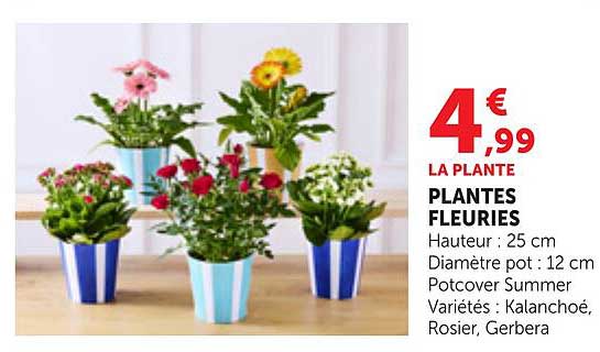 LA PLANTE PLANTES FLEURIES