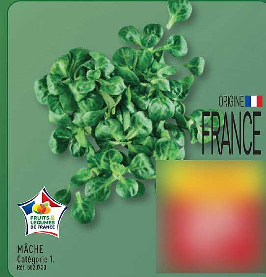 MÂCHE