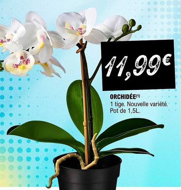 ORCHIDÉE(1) 1 tige. Nouvelle variété. Pot de 1,5L.