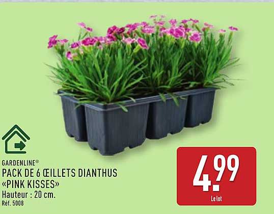 PACK DE 6 ŒILLETS DIANTHUS «PINK KISSES»