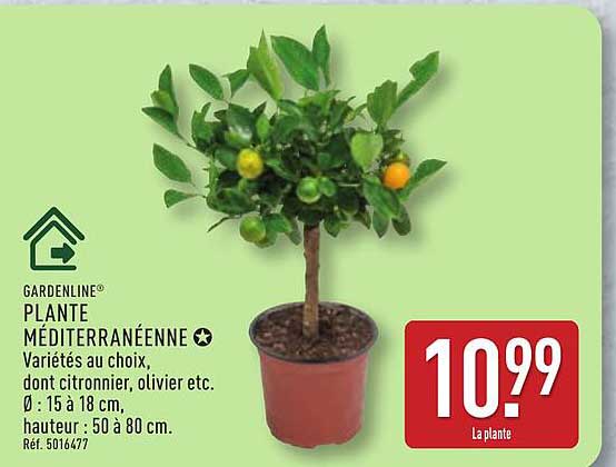 PLANTE MÉDITERRANÉENNE