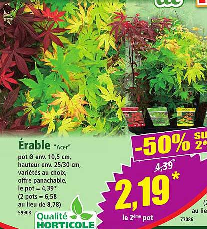 Érable "Acer"