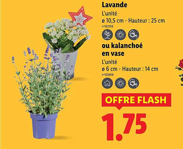 Lavande