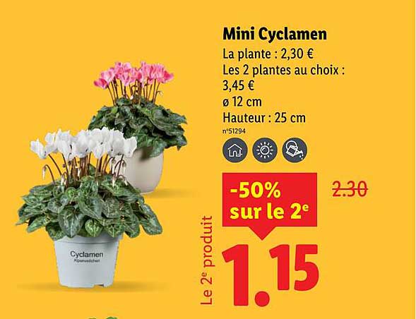 Mini Cyclamen