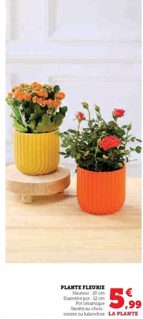 PLANTE FLEURIE