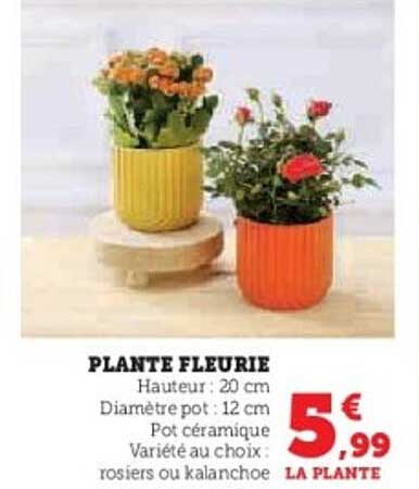 PLANTE FLEURIE