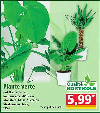 Plante verte