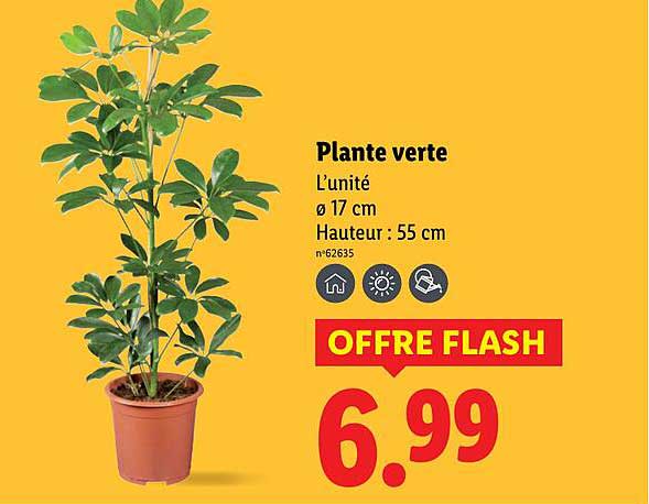 Plante verte
