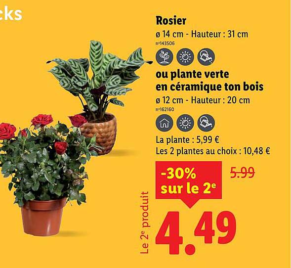 Rosier ou plante verte en céramique ton bois