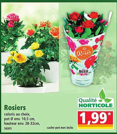 Rosiers