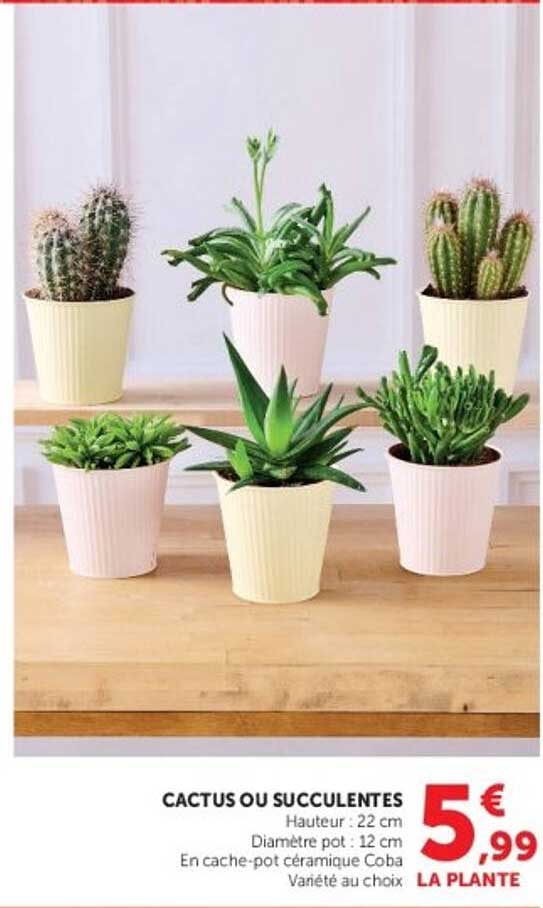 CACTUS OU SUCCULENTES
