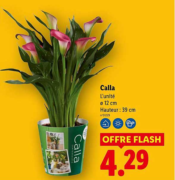 Calla