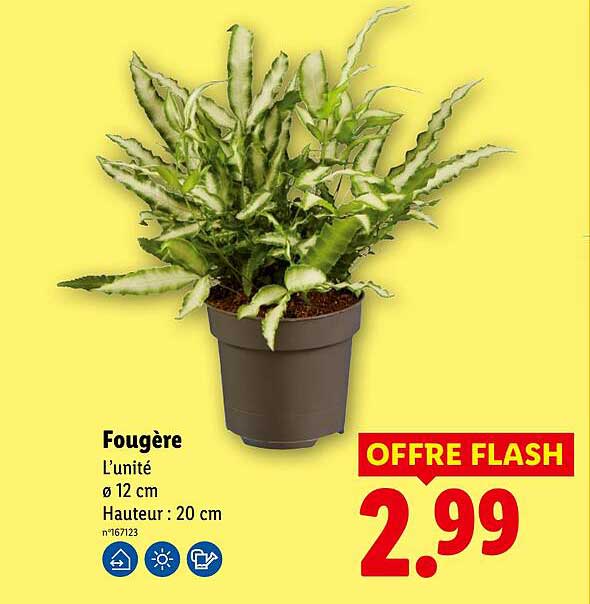 Fougère