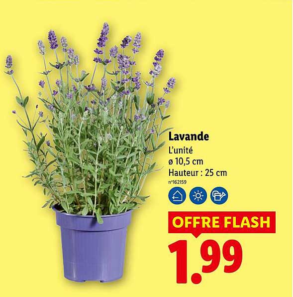 Lavande