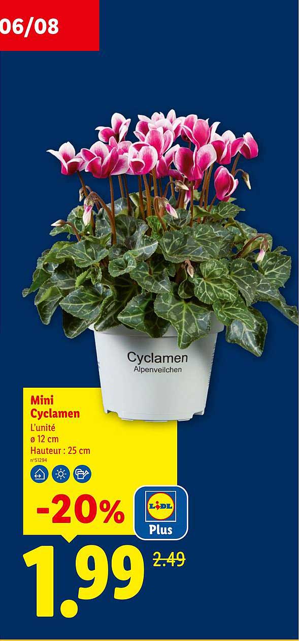Mini Cyclamen