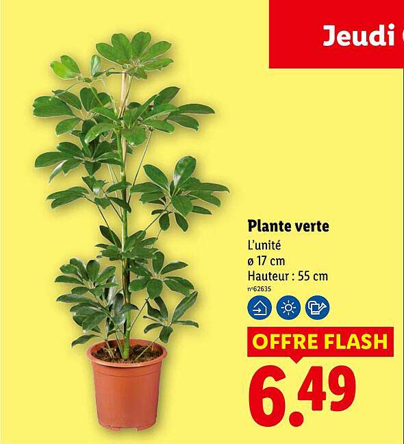 Plante verte