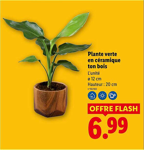 Plante verte en céramique ton bois