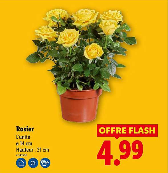 Rosier