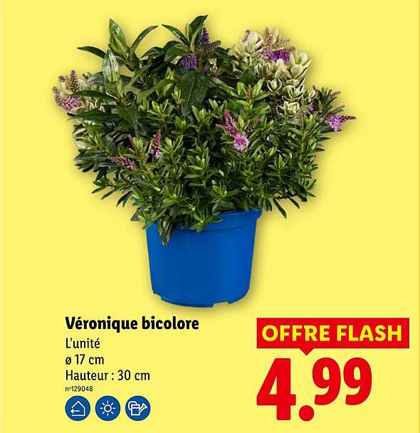 Véronique bicolore