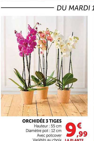 ORCHIDÉE 3 TIGES