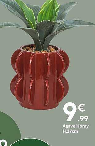 Agave Homy