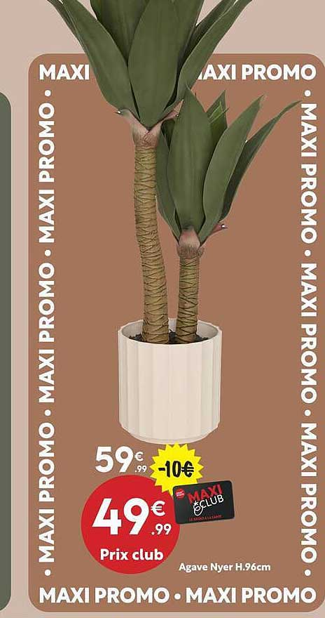 Agave Nyer H.96cm