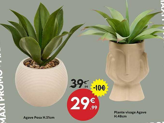 Agave Posa H.51cm