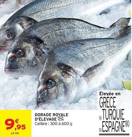 DORADE ROYALE D'ÉLEVAGE