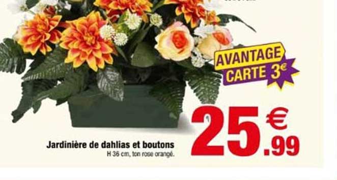 Jardinière de dahlias et boutons