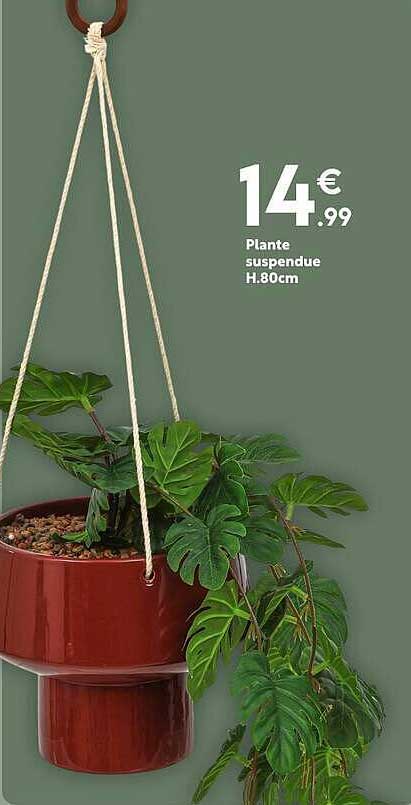 Plante suspendue H.80cm