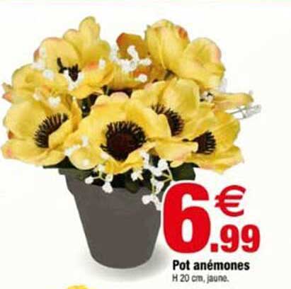 Pot anémones