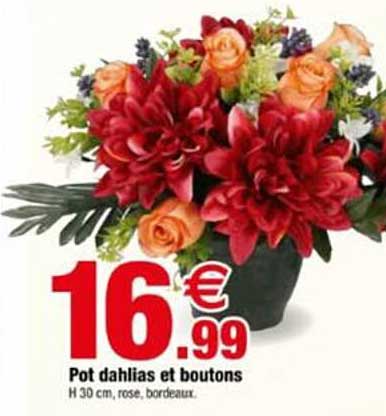 Pot dahlias et boutons