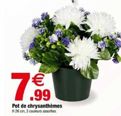 Pot de chrysanthèmes