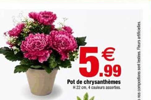 Pot de chrysanthèmes
